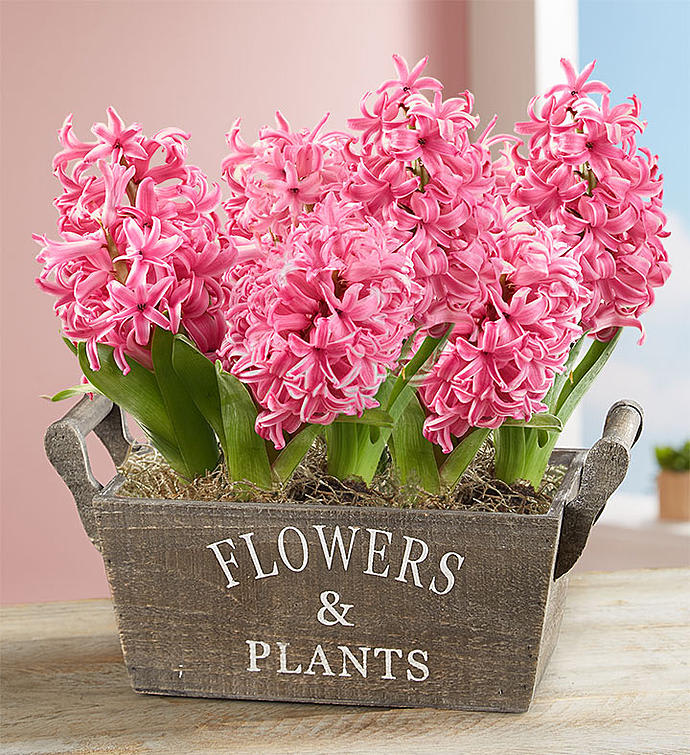 Heavenly Hyacinth