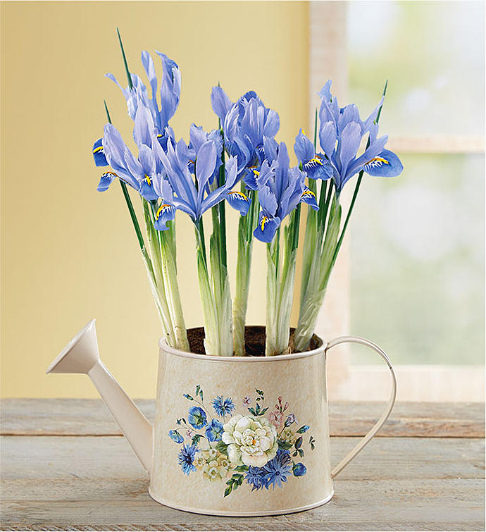 Iris Meadow Blooms Watering Can