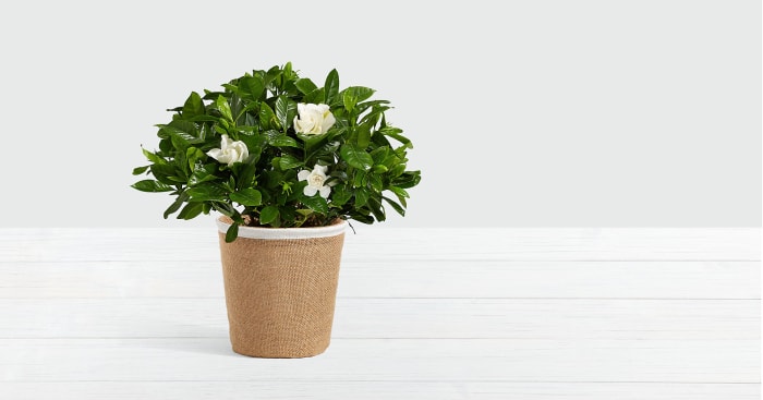 Potted Fragrant Gardenia