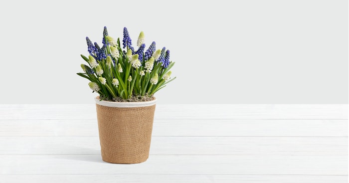 Blue & White Magic Muscari Bulb Garden
