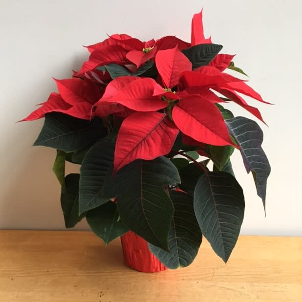 Poinsettia (4" pot)