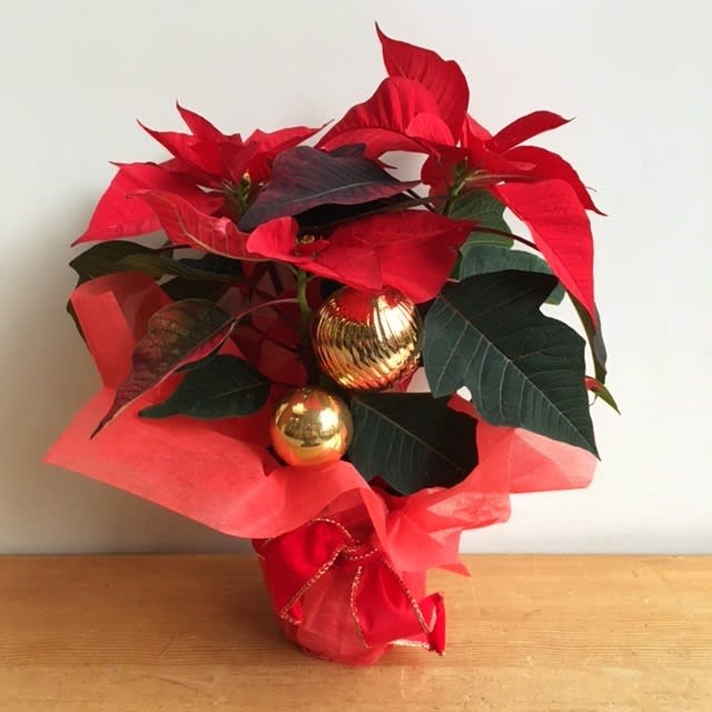 Poinsettia, Simple Wrap (4" pot)