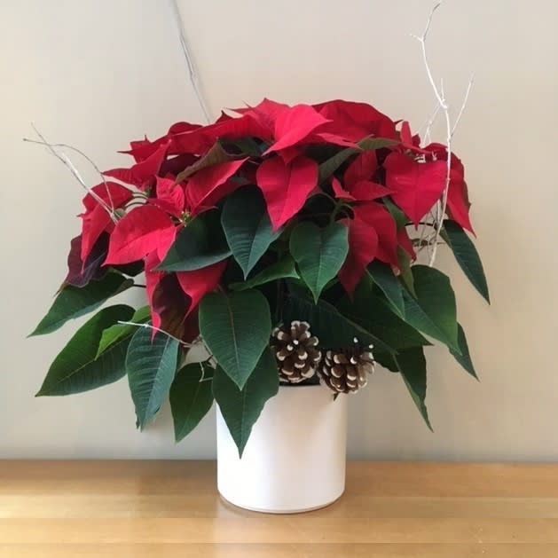 Poinsettia in a Ceramic Pot