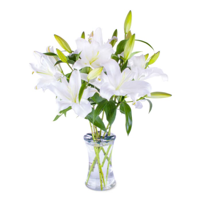 CASABLANCA Lily