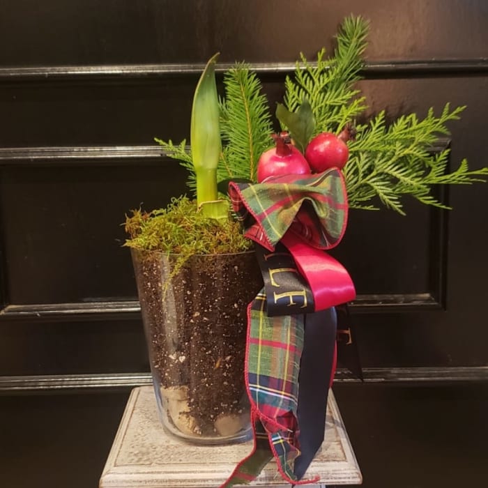 Red Amaryllis Flower Delivery Little Rock AR Tanarah Luxe Floral