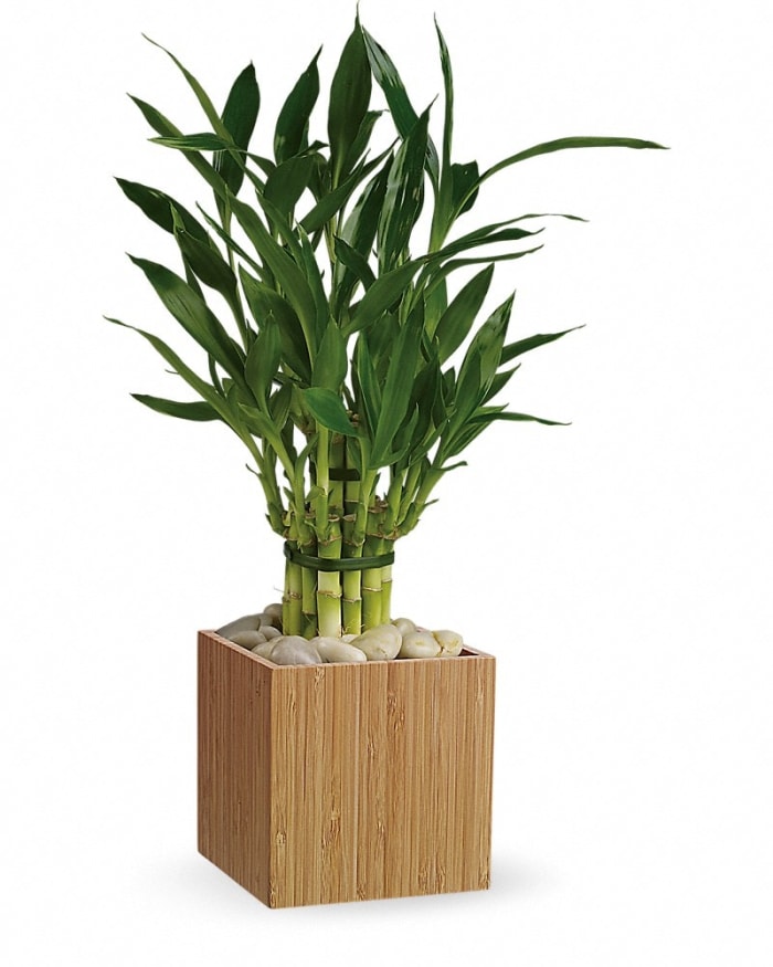 Teleflora's Good Luck Bamboo