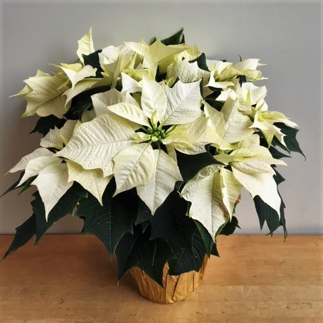 White Poinsettia (6" pot)