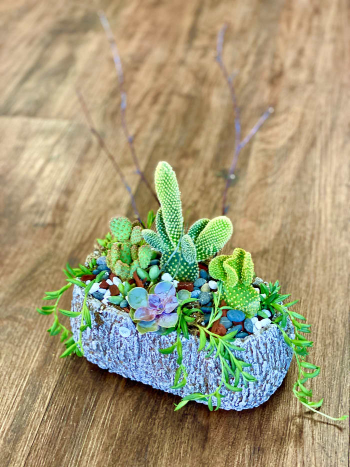 Mix Succulents 4