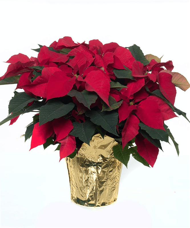 8” Large Imported Poinsettia