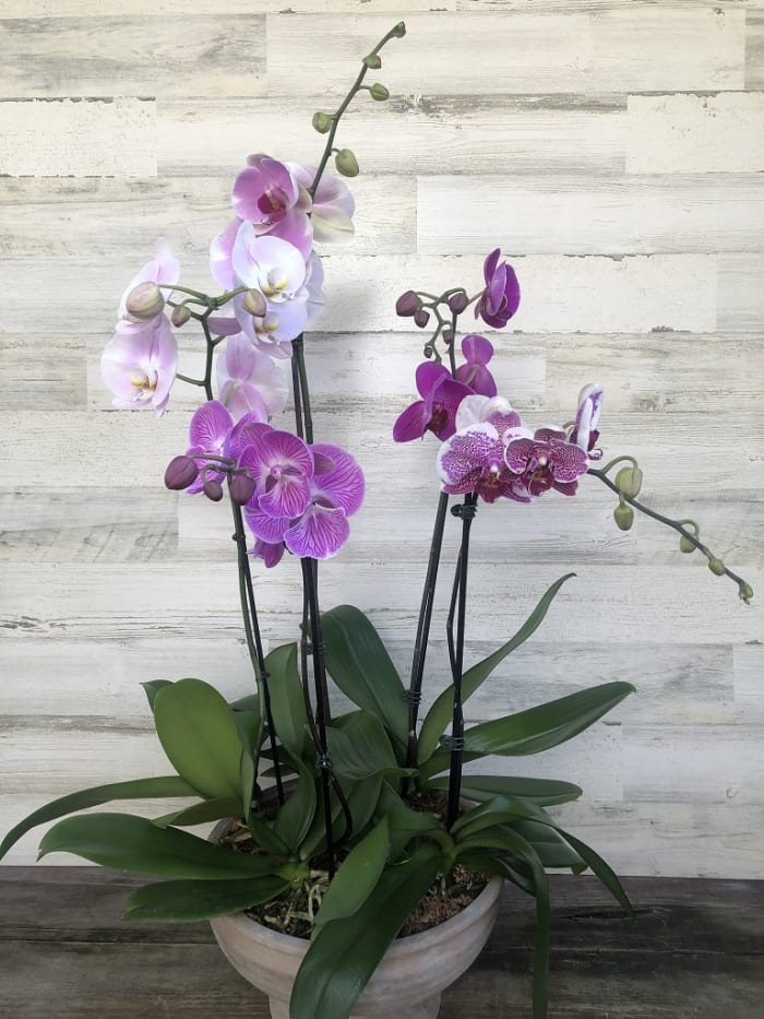 Orchid Supreme