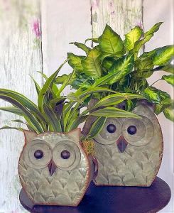 Owl Planter