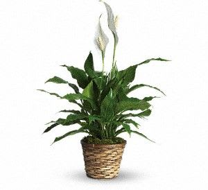 Spathiphyllum Peace Lily