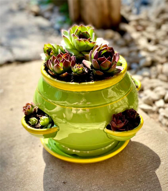 Hen & Chick Planter