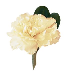 Carnation Boutonniere