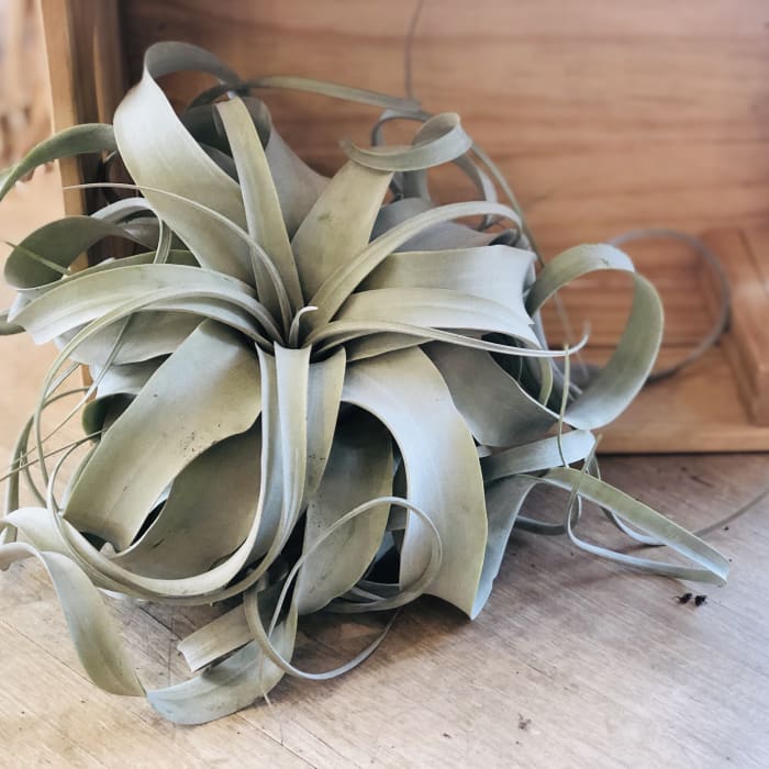 Xerographica Airplant