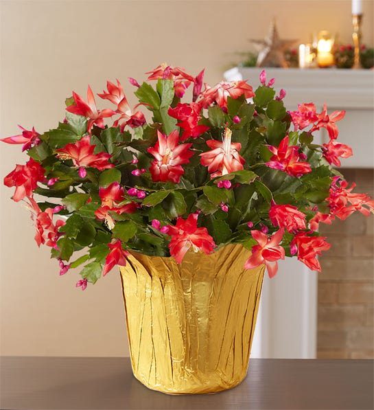 Pet Friendly Christmas Cactus