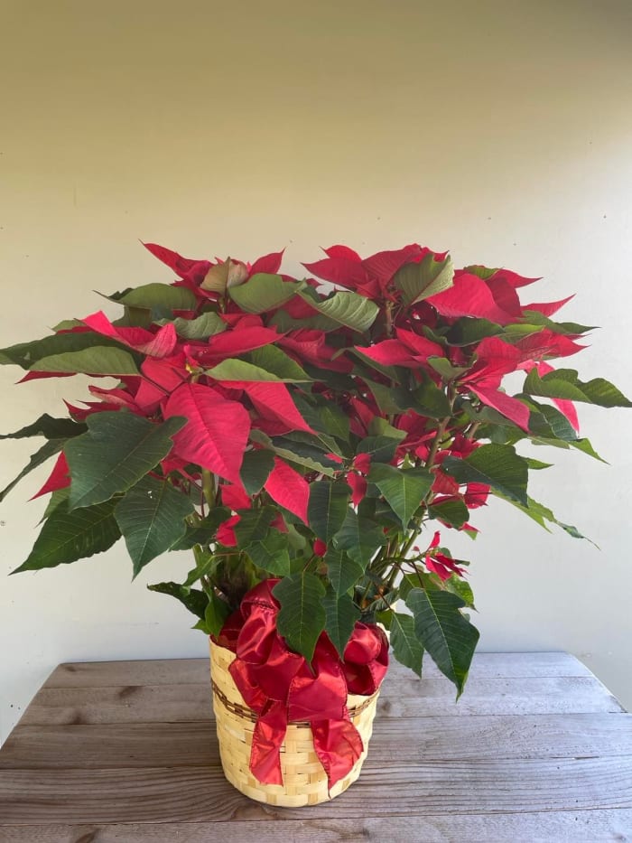 Extra-Large Poinsettia