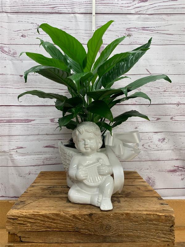 Peace Lily Plant in White Cherub Container