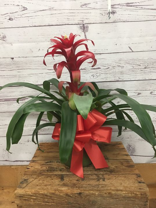 Tropical Blooming Bromeliad Plant