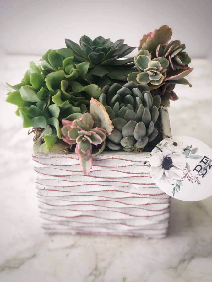 I love Succulents