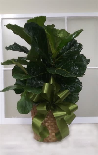 Fiddle Leaf Fig