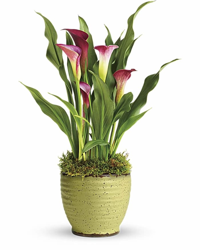 Teleflora's Spring Calla Lily Plant
