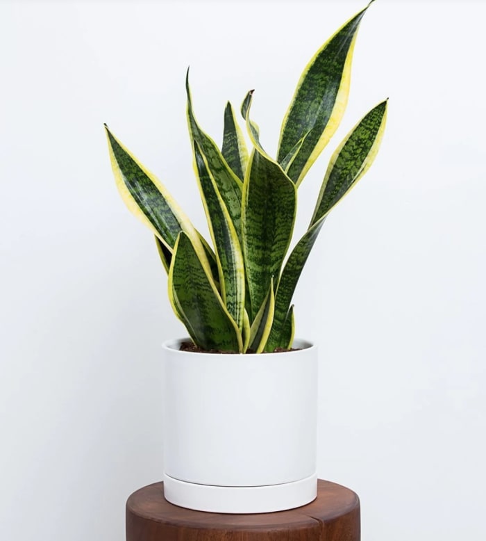 Sansevieria (Snake) Plant