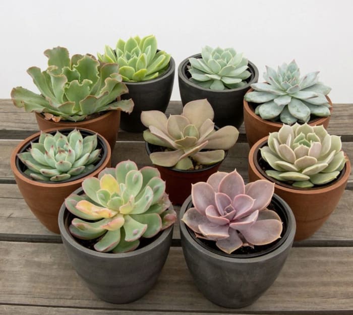 Lovely Echeverias: 4 Pack