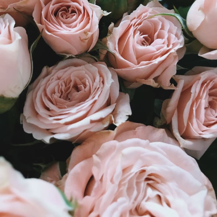 Traditional Roses Wrapped