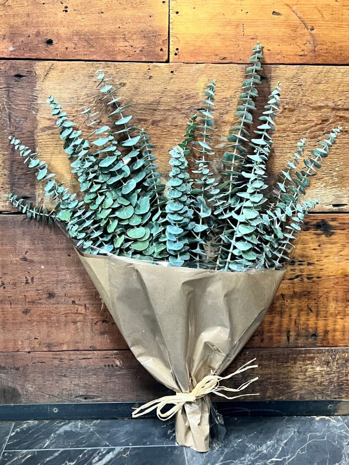 Baby Eucalyptus Bundle