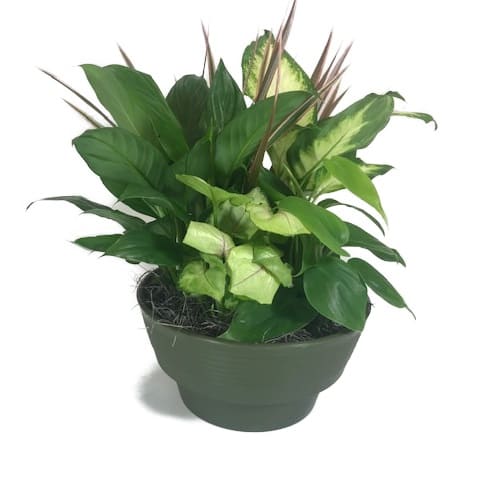 Lush Garden Of Green Plants