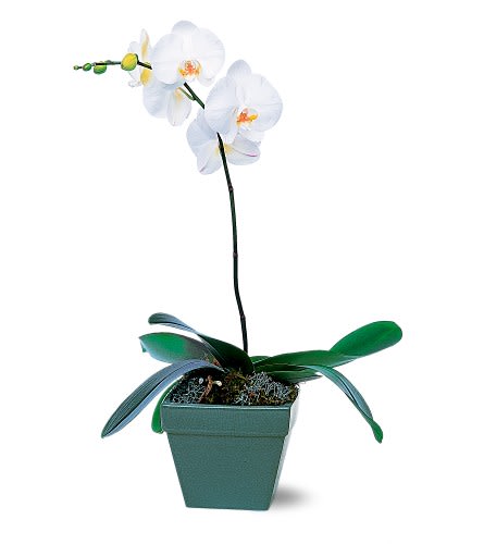 Phalaenopsis Orchid Plant