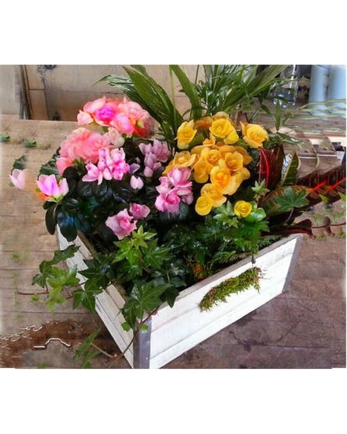 Live plants in Vintage wooden box, long lasting