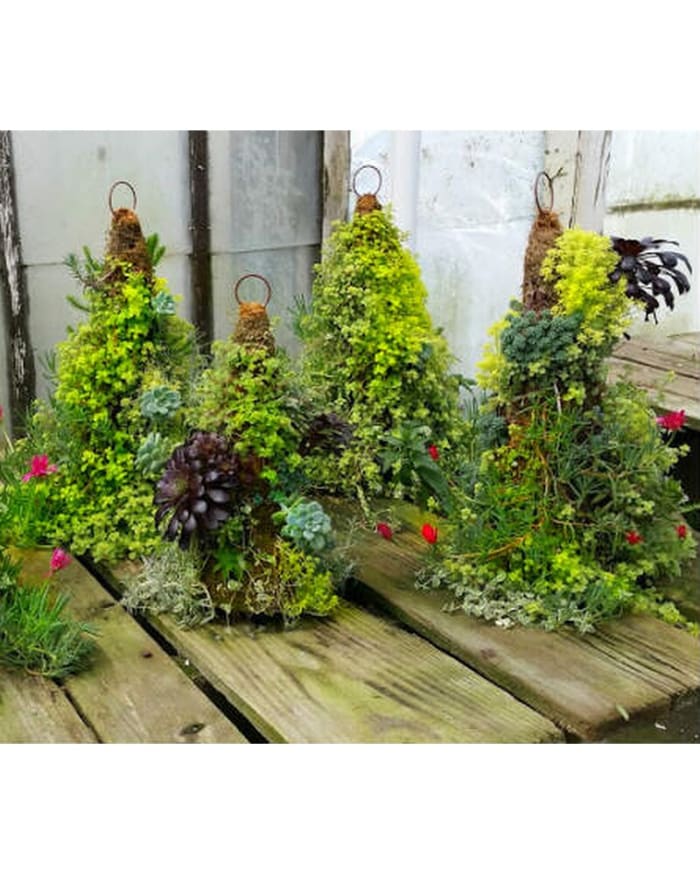 succulent cone hanging plants