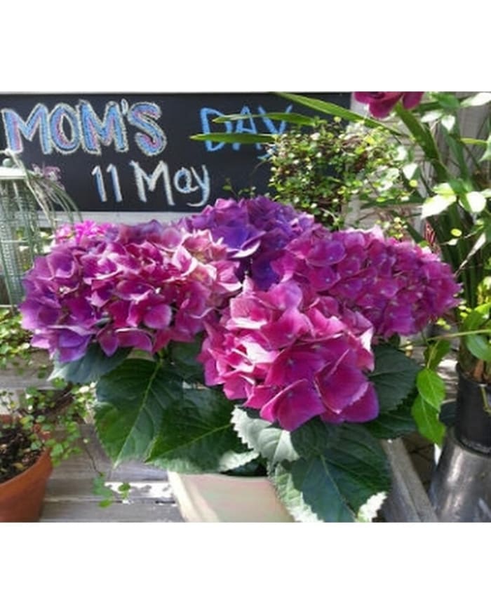 Purple Hydrangea Plant