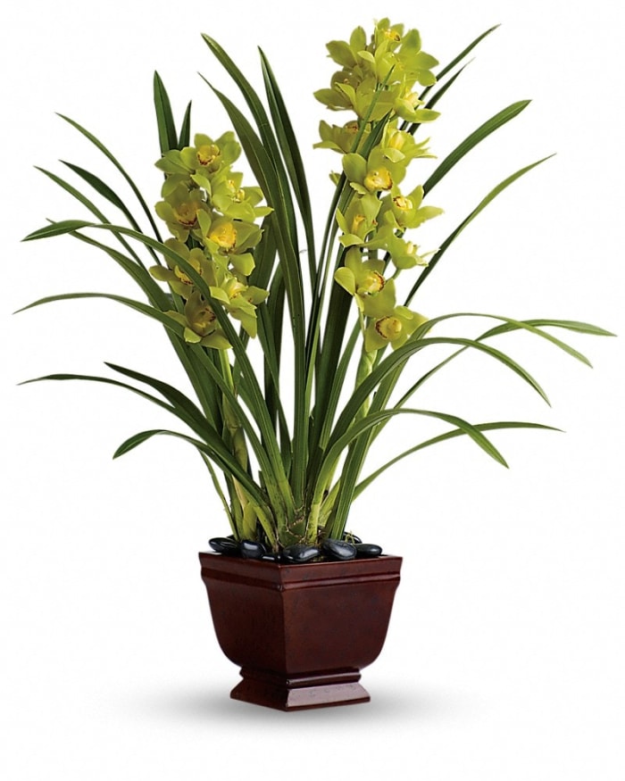 Teleflora's Splendid Orchids