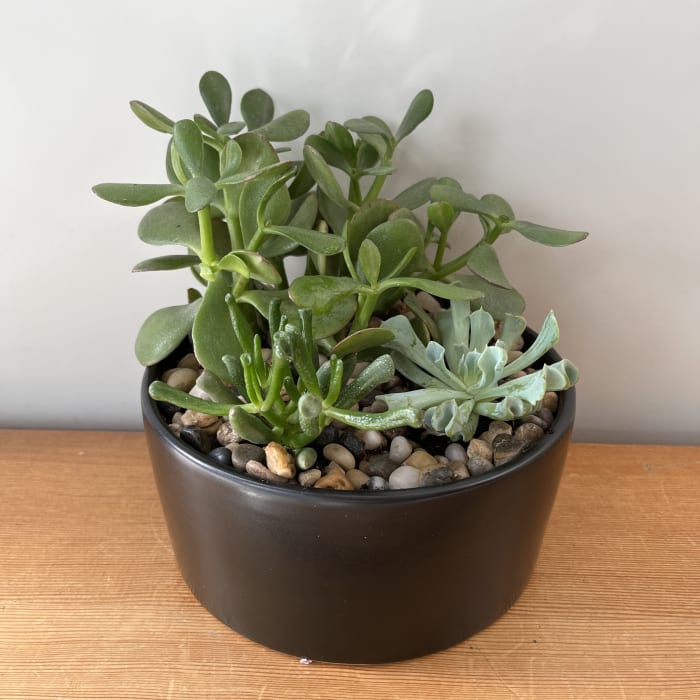 Jade Planter