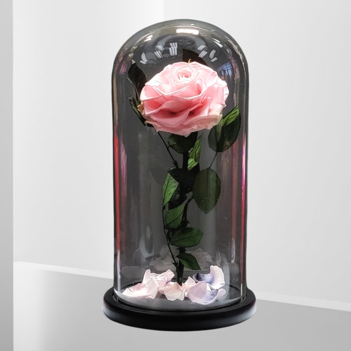 BEAUTY & THE BEAST PINK