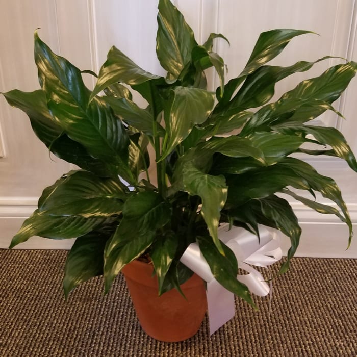 Simply Elegant Spathiphyllum - Small