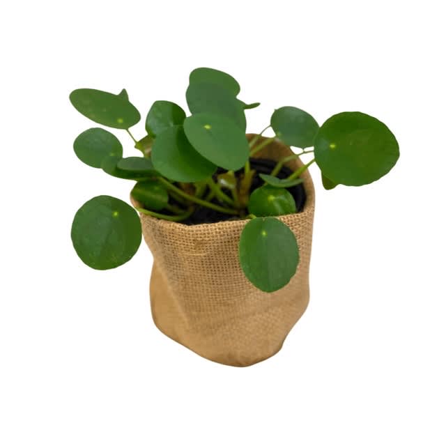 Pilea Pal