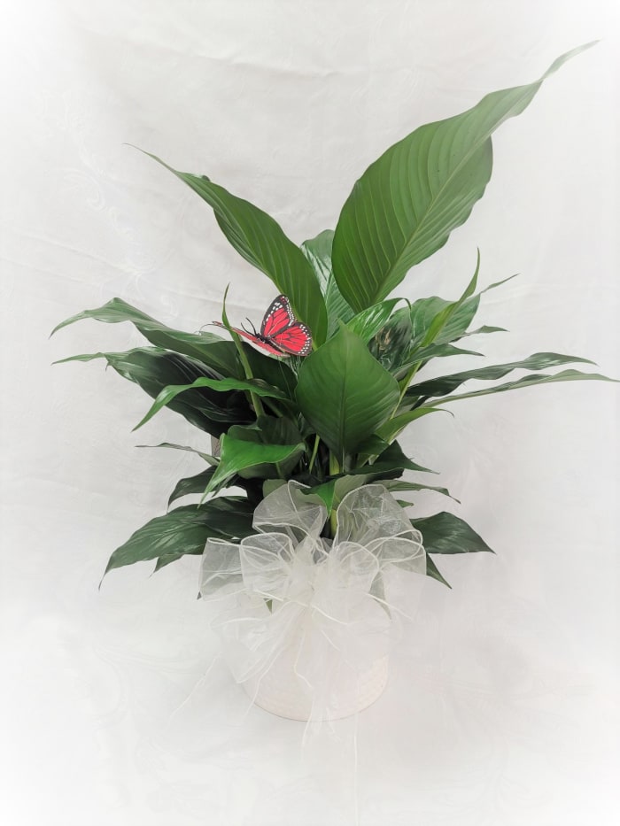 Potted Peace Lily