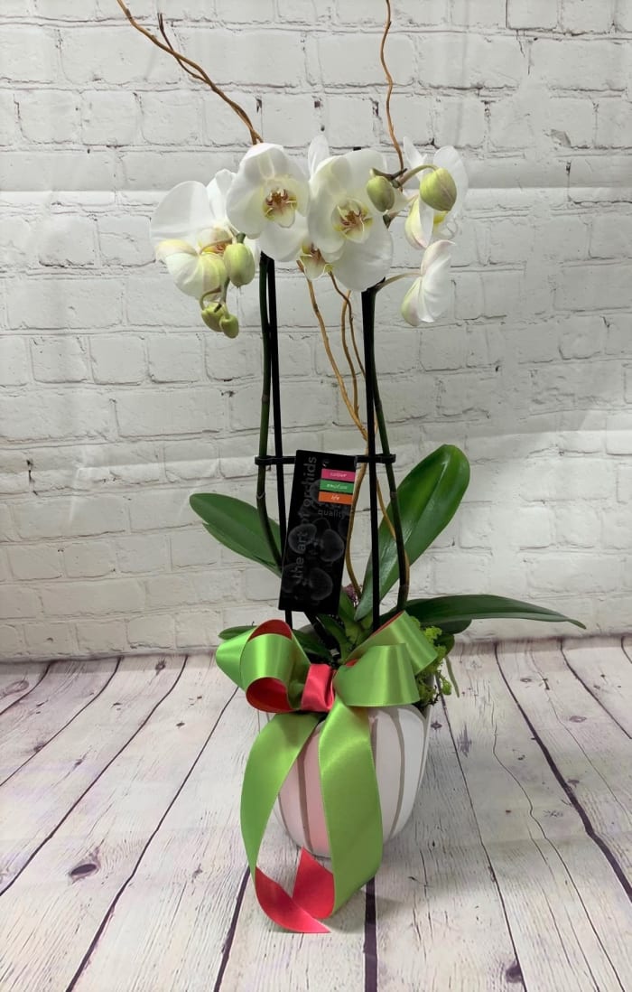 Double Stem Orchid Plant