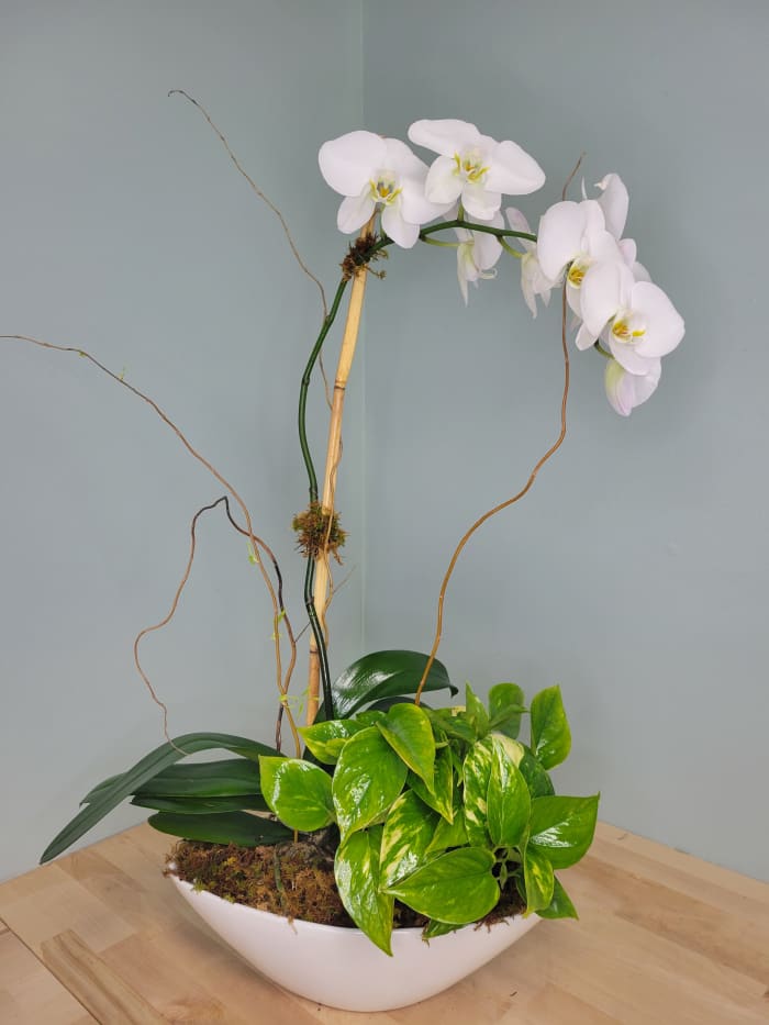 Single Stem Orchid and Plant Garden