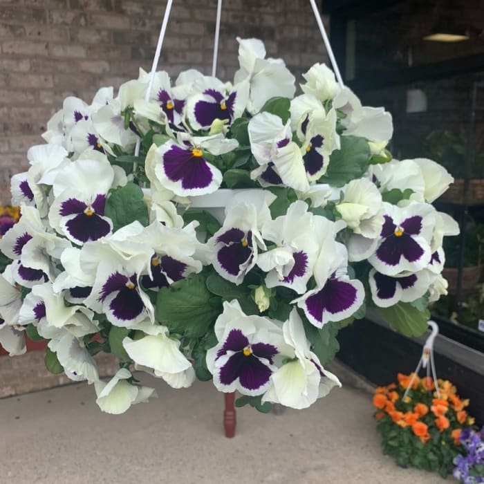 Spring Pansy Baskets