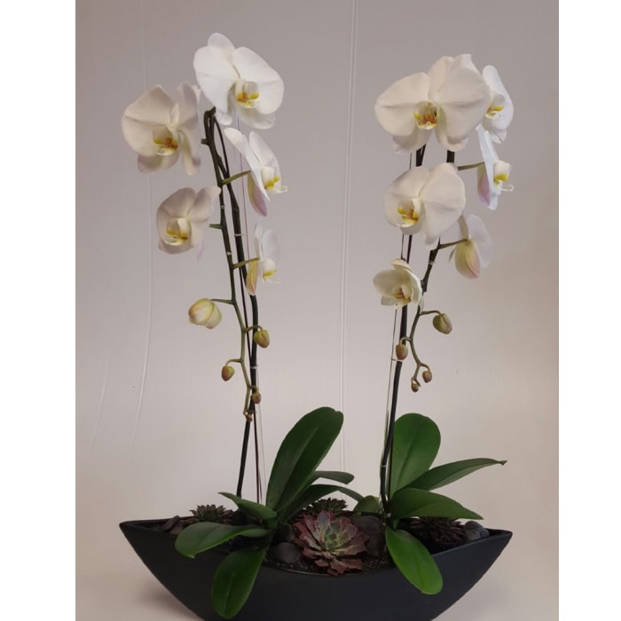 Double Phalaenopsis Orchid with Succulents