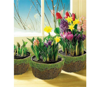 Bulb Garden