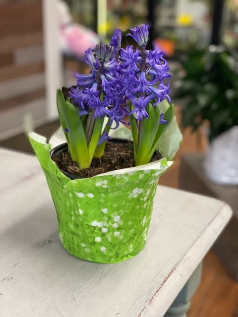 Hyacinth