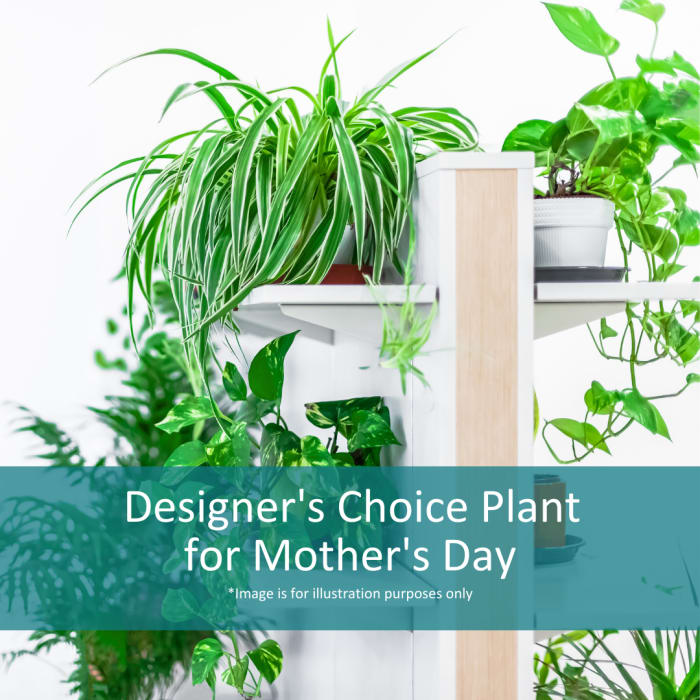 Designer's Choice Plant for Mom