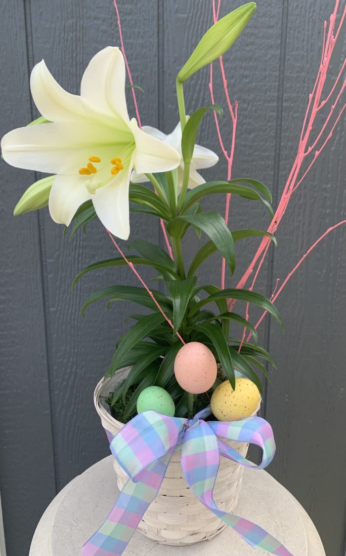 Easter Lily in Basket