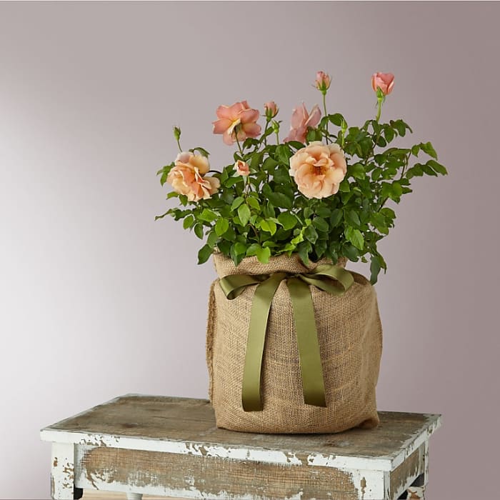 Mother of Pearl Rose Plant